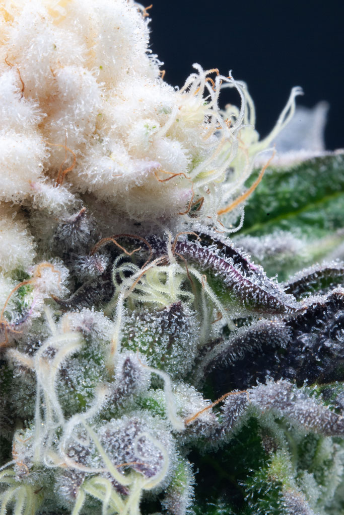 Trichomes fully intact by using GentleDry™ Technologies